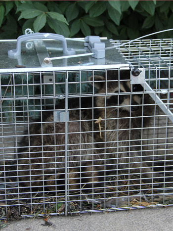 Trapped_Raccoon