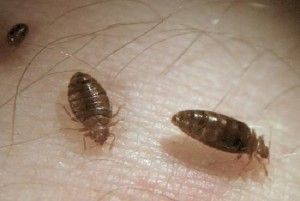 bed-bugs-biting